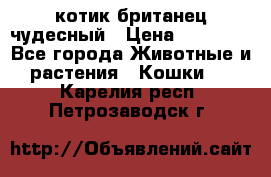 котик британец чудесный › Цена ­ 12 000 - Все города Животные и растения » Кошки   . Карелия респ.,Петрозаводск г.